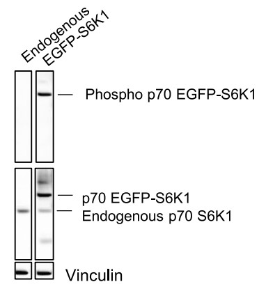 Western blot validation of the functionality of the EGFP-S6K1 construct.jpg